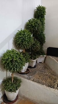 زرع صناعي • حاله جيده • بغداد