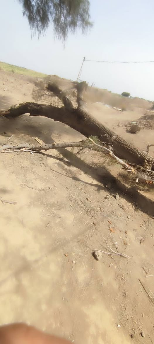 سلام عليكم   عندي. شجر اثل للبيع مال فحم. مكاني رفاعي طريق ابو الماش.  الاستفسار او مراسلت صفحه أو
 رقم الهاتف ***********
