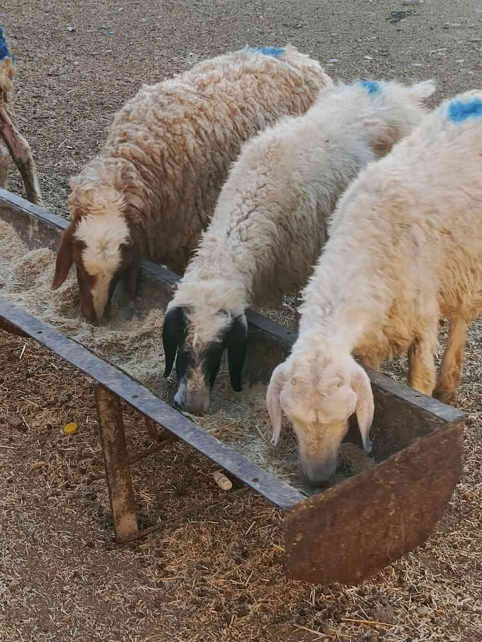 يوجد نعاج درجه اولى العدد 5 ناصحات شرط نصاحه بعدهن وراجين ومحنيات وبيع شلع سعر الوحده 160 الف قفل 🔒 بدون عمله العنوان بيجي رقم الهاتف ***********....‏‪***********‬‏
