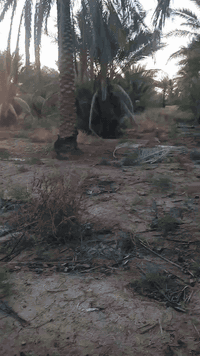 ♦️سعر الدونم ٢٥ مليون♦️
على بركة الله ... إعلان رقم(١٥١٠).
#بستان_للبيع
المساحة= دونمين.
جنس العقار/ طابو زراعي سند (٢٥).
الموقع// بعقوبة/بهرز/ العبارة/ مقابل قرية العصاملة.
للأستفسار الاتصال على الرقم
***********
