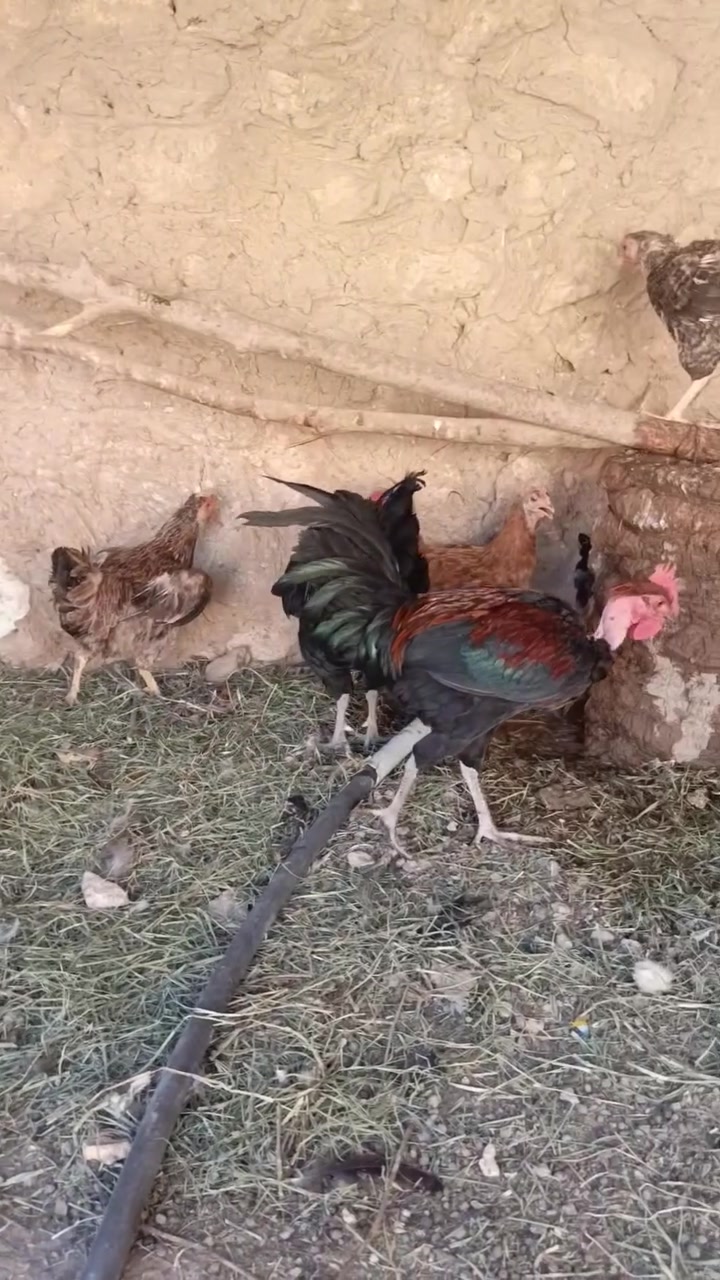 للبيع ديوكه ودجاج عرب نصاح وبياض ونظيف زوج 25 شلع بي مجال مكاني بروانه
***********

