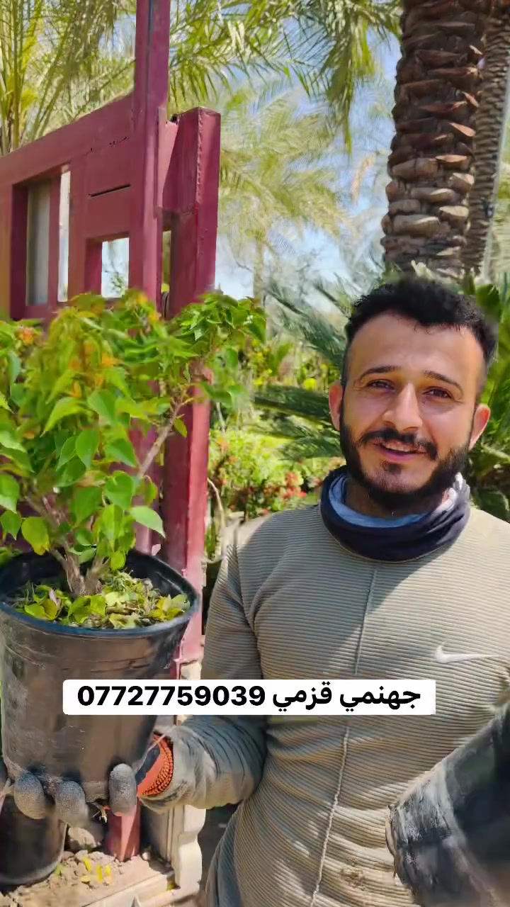 جهنمي قزمي أو شجري أصفر و وردي 
مشتل مرتضى الرئيسي/ حلة طريق كربلاء عمود 96 مقابل أهل الخير 🌿

***********
 #مشتل_مرتضى_الرئيسي
 #reels #اكسبلور

