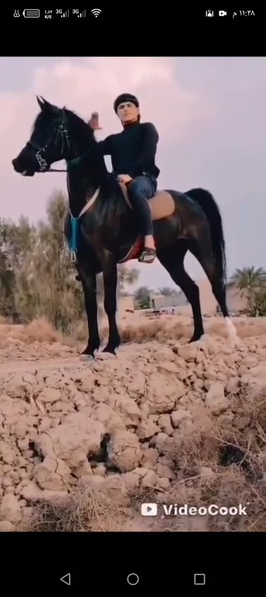 يالله  وين عشاكت زين فرس لبيع   مصريه درجه وله خط جمال محجله تك  وره ورثمه  عشار ٣شهر من حصان بطل   فناص كسر وراق كامله شرط لخياله راس وشليل مال زماط كشخه وستعراض مجماليه فول رتفاع ١٥٤فرس كلفه  شراي تصل ‏‪***********‬‏ بيه وتساب لاسيه ‏‪***********‬‏
