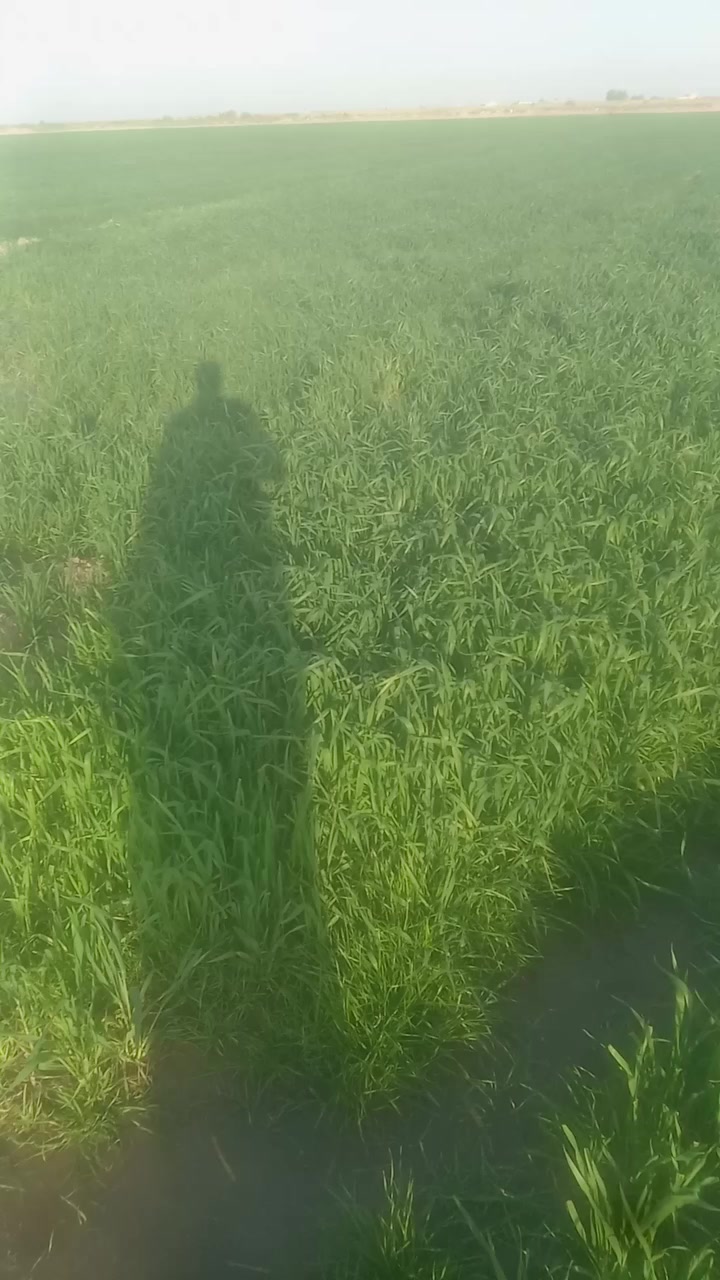 السلام عليكم ارض زراعيه ٥ دوانم طابو سند ٢٥ حصه مائيه متوفر صيف شتاء تربه جيده جدا سقي سيح اروائي صب حاليا مزروعه حنطه مثل ما موضح تبعد عن الكهرباء والماء اساله ٢٠٠ متر وعن التبليط ٧٠٠ متر وعن مركز المدينه خمس دقايق تباع هيه وزرعها سعر الدونم قفل ب ٢٠ مليون المكان الصويره ***********
