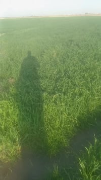 الصويره • ٥دونم • ٢٥حصة مائية