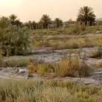 المنطقة :بغداد الدورة هورجب   زراعي  سند ٢٥ المساحة ٥٠٠