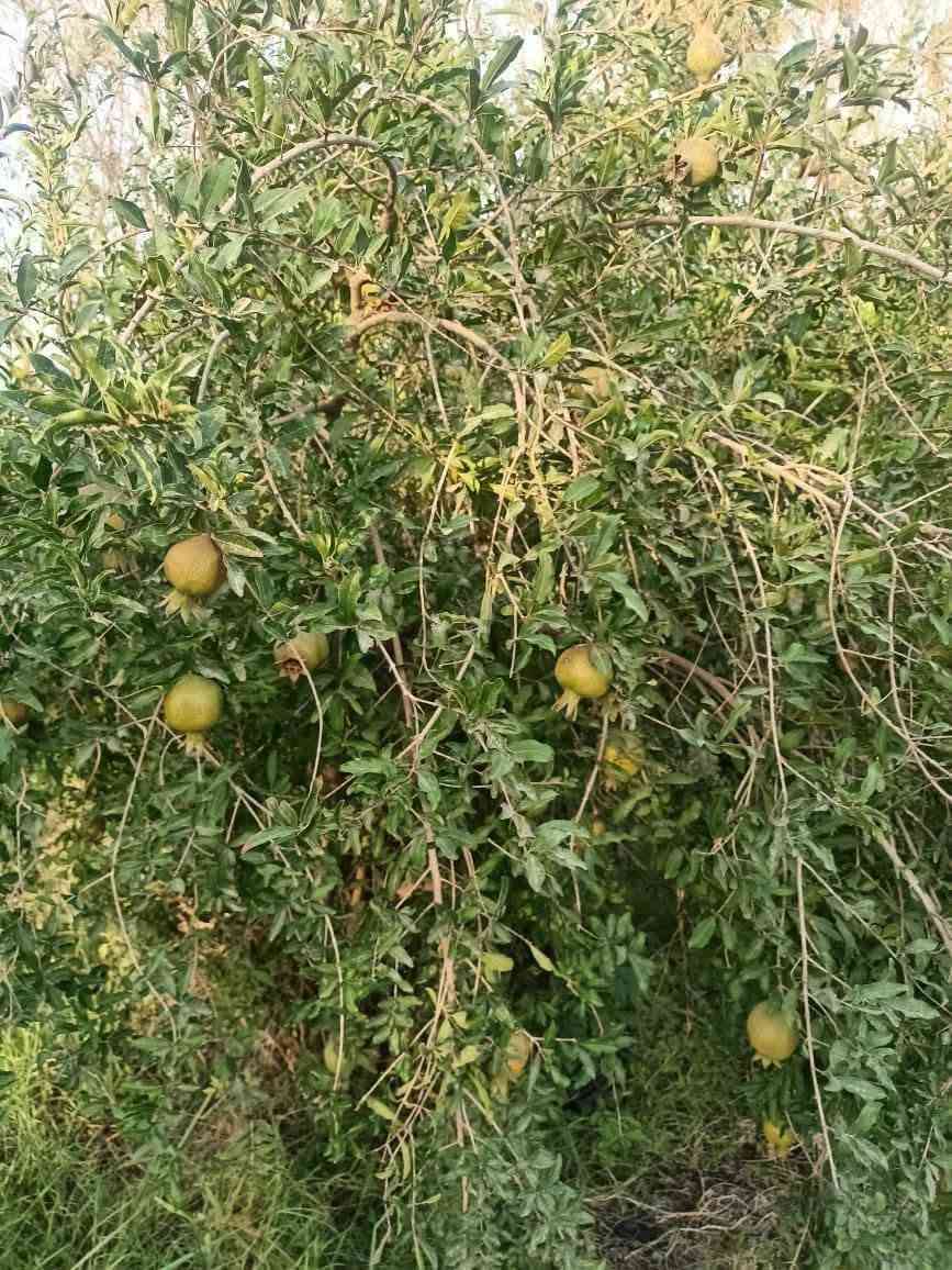 ارض زراعية للبيع عله طريق السنيه الدوانيه جهت الزوار بستان اربع دوانم ونص معه بيت جديد جاهز من كلشي ع الشط القديم إله وجهيه ٦٥ متر وجهيته ع التبليط الفرعي انواع الاشجار بي  تبليط بابه كهرباء وماي اساله وماطور ماي ع الشط إله تين حمال بي نخل حمال درجه تفاح حمضيات تعال وشوفه بعينك مروس عادي طابو زرعي ٢٥ سند *********** مقابيل معمل الألبان ***********
