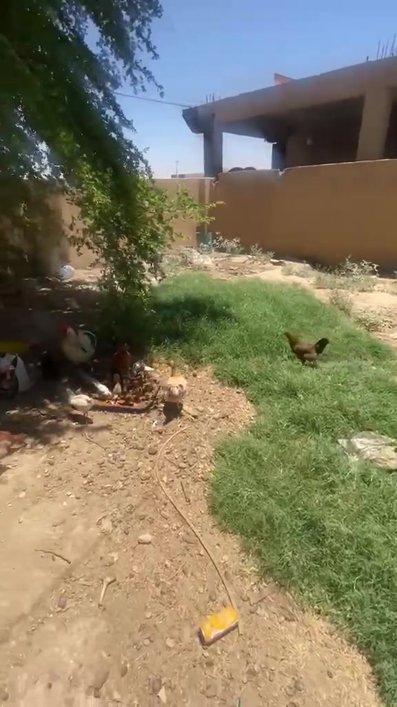 متاح دجاج عرب مال شرط كله شرط بياض 9 دجاجات وديج / دجاجه وراهه 9
دجاجتين مكركات /فروجات عدد 7 

***********مكلف بل نشر ماعندي خاص
