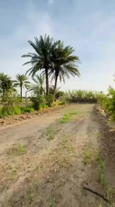 دونم للبيع طابو زراعي سند 25 (مسيج بالكامل) 
يحتوي على نخيل واشجار التين وحمضيات 
يتوفر ماء السقي وماء الأسالة 
الموقع خلف جامعة بابل
 قرب مخطط شارع 100 الجديد 

للأستفسار الأتصال ***********
