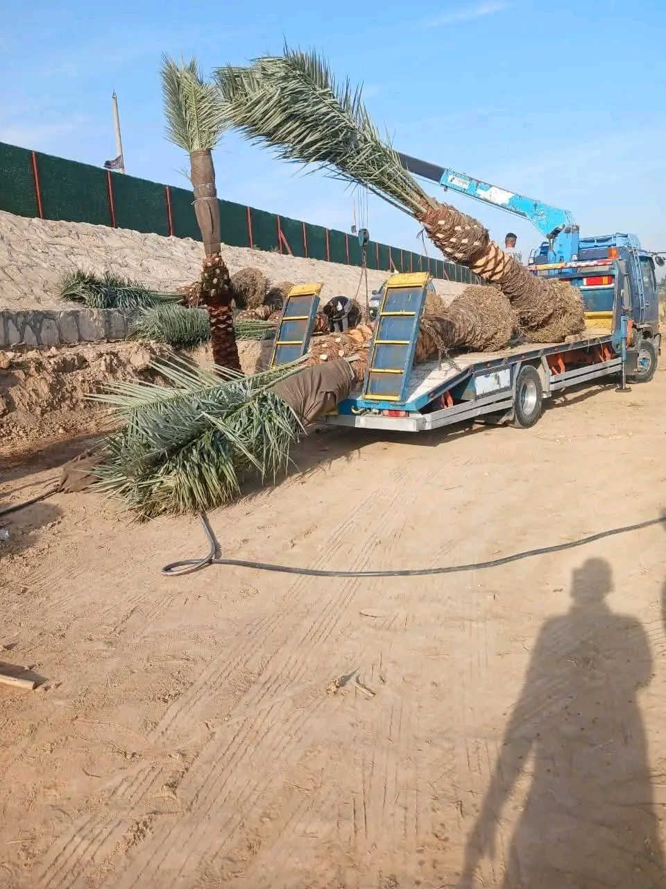 اسلام عليكم يوجد نخيل امايه بل الطينه البيع من متر ال 5متر يوجد خدمة توصيل لجميع المحافظات العراق جميع انواع والصناف كادر متخصص في زراعه النخيل بشراف مهندسين توصل على رقم ***********
