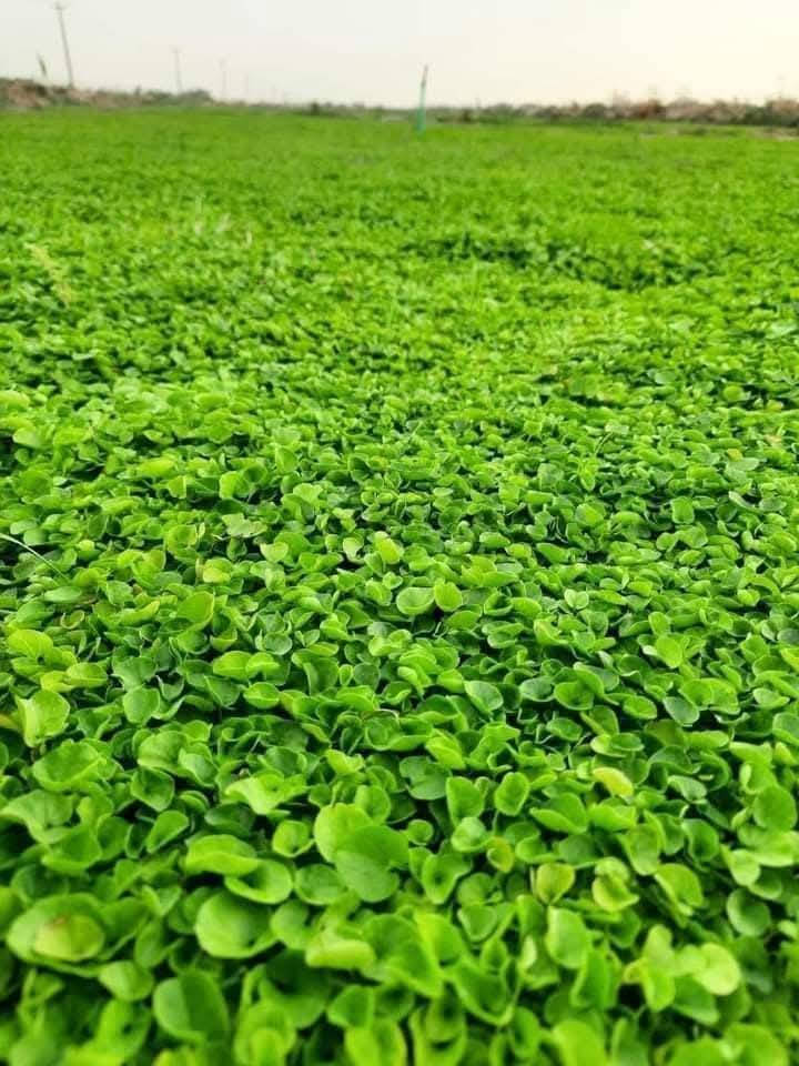 مرحبا زبائنا الكرام نوفر لقد عدنا لكم بل موسم الجديد للزراعه الحدائق بكادر مختص 
  افضل انواع الثيل
الطبيعي وبجوده عاليه
بكافة انوعه🌲
الفرنسي🇫🇷
والايطاليا🇮🇹
والهندي🇮🇳
وبأسعار تنافسيه$
وتوصيل مجاني لجميع محافضات العراق 🚗
للتواصل الاتصال على الرقم ***********
