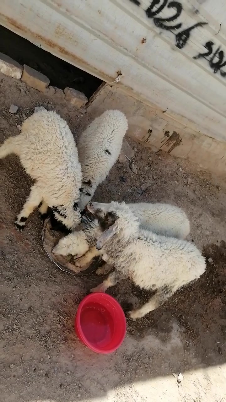 طليان لبيع نثايه شرط الصحاه جني مكفولات صحيات نضيفات يرهمن نذر يرهمن جني
المكان دوانيه قضاء الشاميه
السعر الوحده ١٤٠ بيهن مجال للشراي يخابر بيه خير ويدلل ***********
