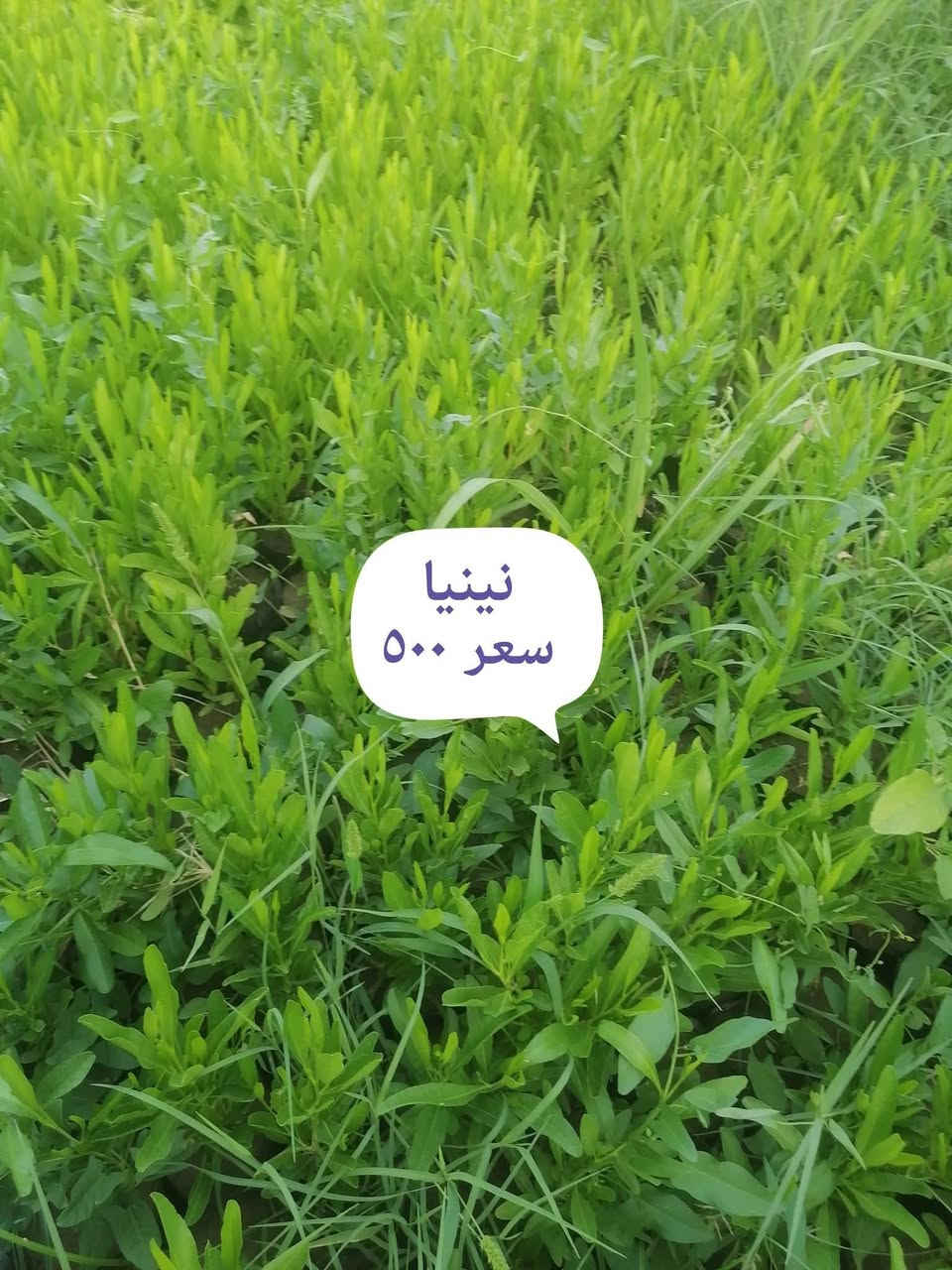 توفرت كمية جديدة من نباتات الصيف في مشتل ازهار الربيع سوق الجدعة مقابل علوة اليقين موبايل ***********
