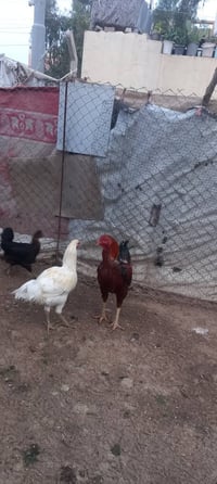 ديكين • أحمر ٤كغ • أبيض ٣كغ