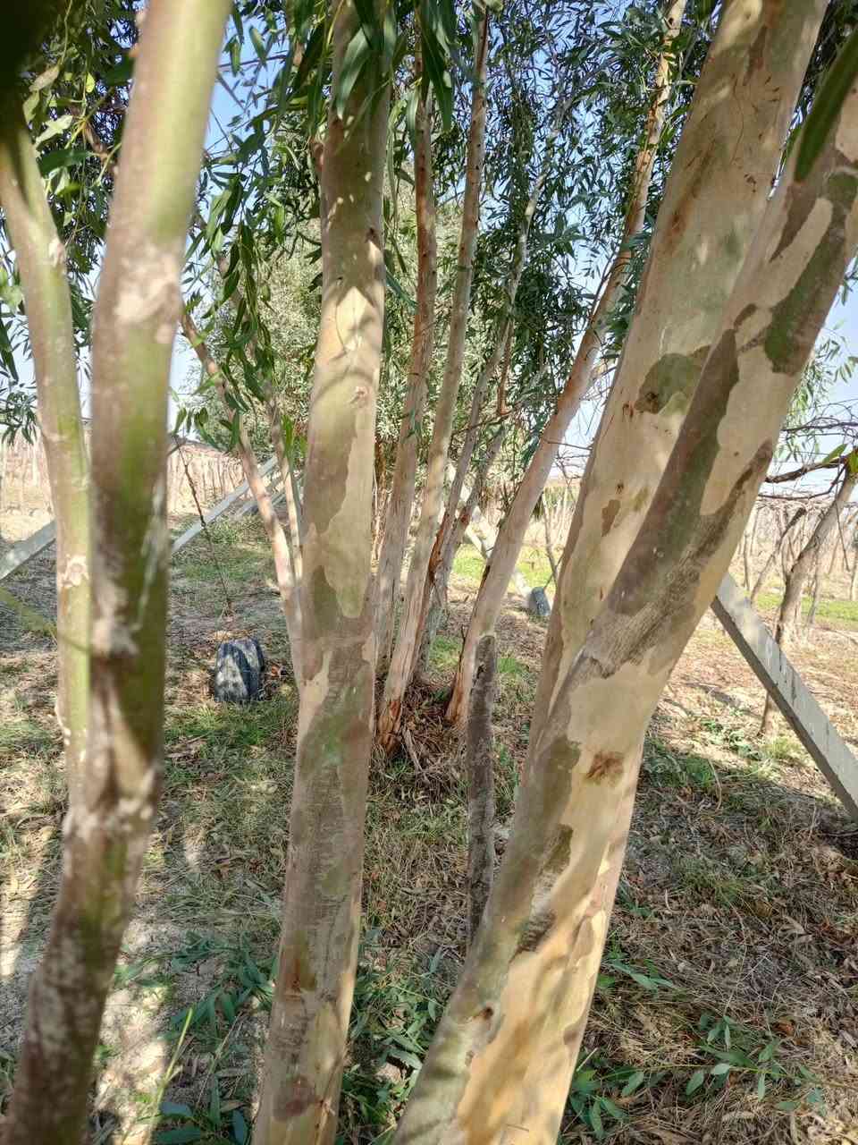 نادوس بستان ال بيع (***********)
