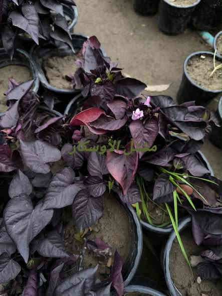 لبلاب احمر رجع توفر من جديد
 بسعر 2,000

📍 زورونا في موقعنا:
مشتل الأوسكار – حي الحنانة – شارع نجف _ كوفة
(مقابل غرفة تجارة النجف و فريندز كافيه ومطعم شريف– مجاور متنزه الحنانة العائلي)

🕗 أوقات الدوام:
من 8:30 صباحاً إلى 8:00 مساءً

📞 للطلب والاستفسار:
*********** – ***********
(اتصال / واتساب / مراسلة عبر فيسبوك)
 متوفر دفع  زين  كاش ومتوفر ماستر  

🚗 يتوفر توصيل داخل النجف
موجودين في تطبيق توترز لبعض المواد الزراعية 

أهلاً وسهلاً بكم دائماً في مشتل الأوسكار 🌹🌹🌹
