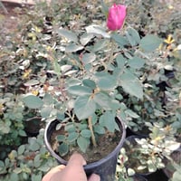 مشتل بابل • جوري سلطاني • حله حي الجزائر