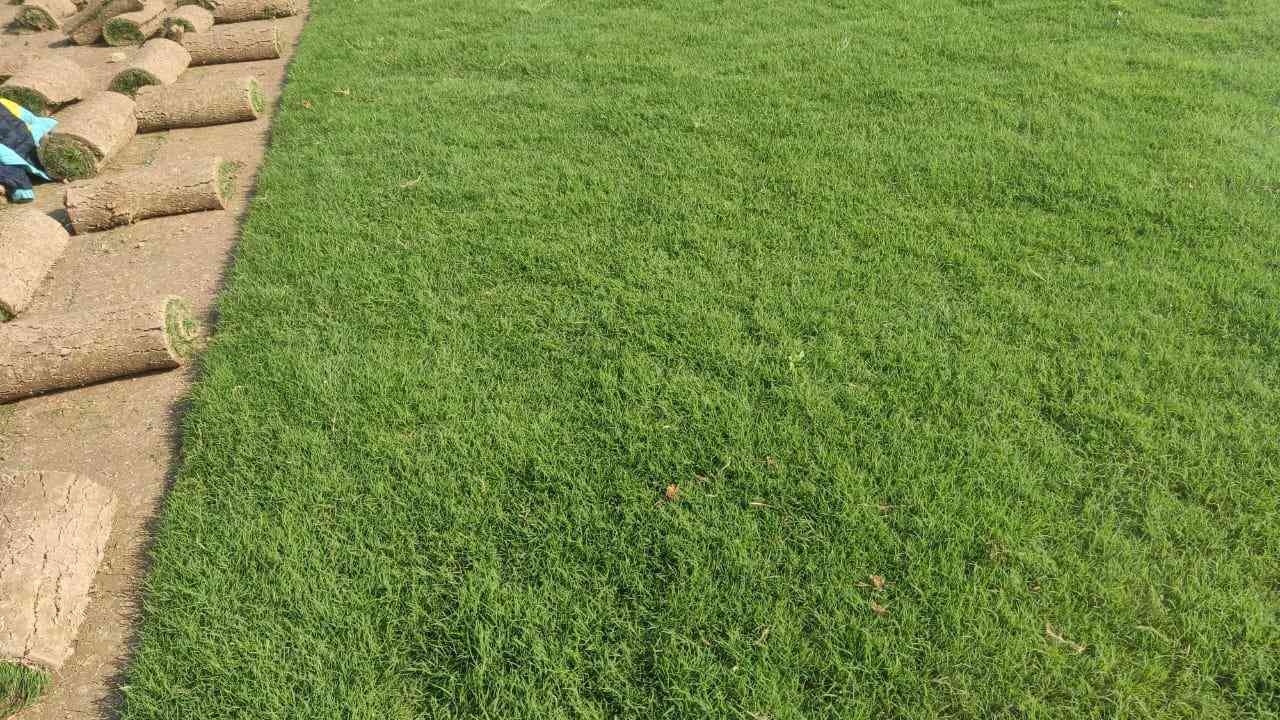 🌿 روّاد زراعة الثيل الطبيعي في ديالى! 🌿

📢 موسم جديد… جودة أعلى… وأسعار تنافسية!

💚 متوفر لدينا جميع أنواع الثيل الطبيعي:
✅ الثيل الأمريكي 🇺🇸 – جودة فائقة ومتانة تدوم.
✅ الثيل الهندي 🇮🇳 – لون زاهي ومقاومة عالية.
✅ الثيل الإيطالي 🇮🇹 – لمسة أوروبية ساحرة.
✅ الثيل الفرنسي 🇫🇷 – فخامة وأناقة خضراء.

🚛 التوصيل إلى باب بيتك!
🔹 فريق مختص يصل إليك أينما كنت.
🔹 تجهيز جميع المساحات: حدائق، ملاعب، متنزهات، مشاتل، ودوائر الدولة.
🔹 توصيل سريع إلى جميع المحافظات!

📌 الأسعار تنافسية وتختلف حسب النوع.

📞 لطلب الثيل أو الاستفسار، تواصل معنا عبرالهاتف  ***********

🌱 أضف لمسة طبيعية لمنزلك أو مشروعك الآن!
