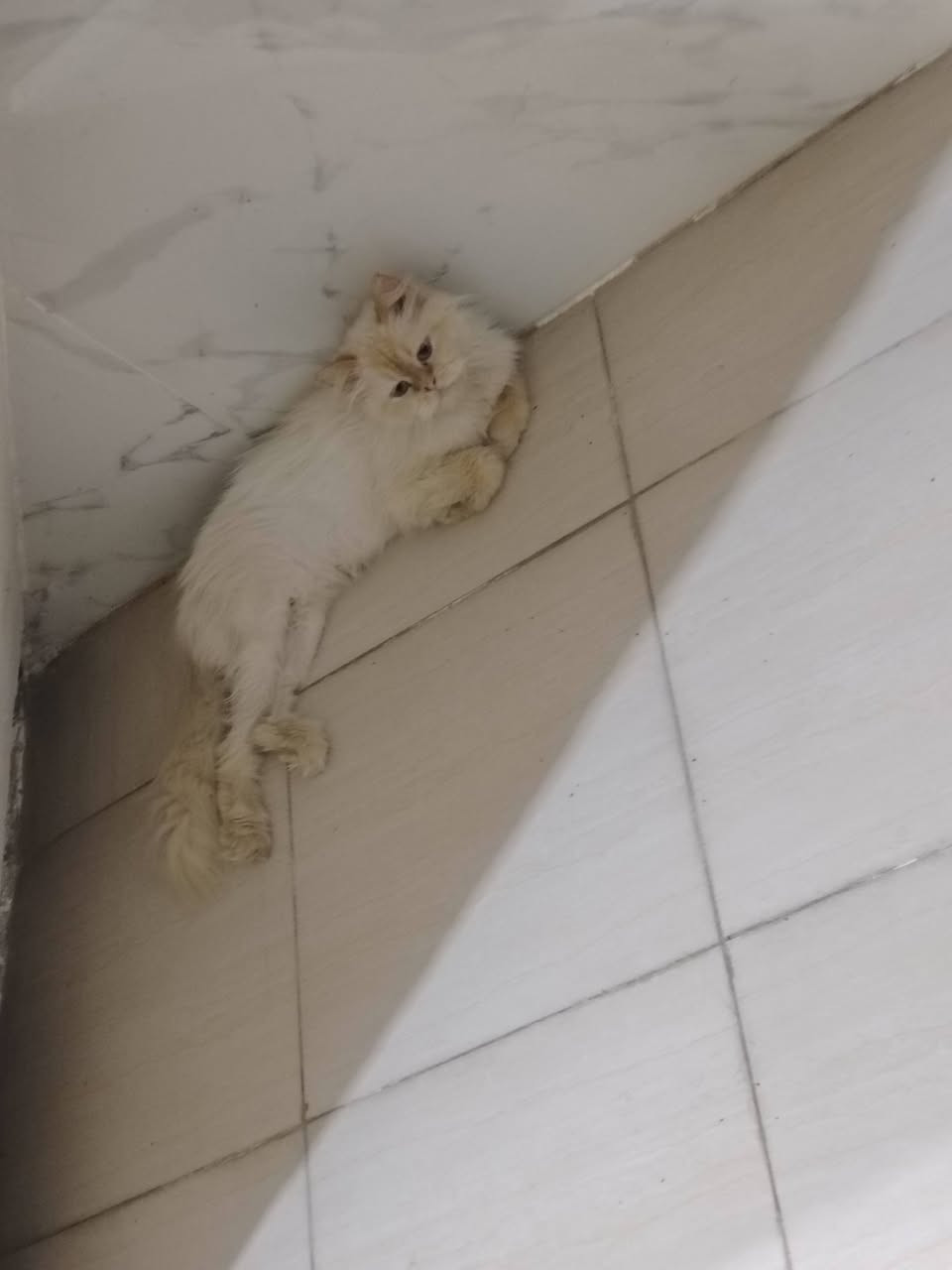 إذا أحد مضيع هاي البزونه متواجده يمي
واللي يريدها خلي يجي ياخذها


**إذا كنت صاحب هذا الإعلان وتريد حذفه لأي سبب، رجاءا أرسل رسالة إلى الدعم الفني**