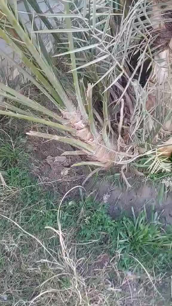 السلام عليكم يوجد تال حمراوي للبيع  عدد ٣ حجم كبير   النوعيه الجيده وبالموسم تجي تاكل من الامايه ومثل ماموضح بالفيديو.   مكاني الرمادي للإستفسار خاص


**إذا كنت صاحب هذا الإعلان وتريد حذفه لأي سبب، رجاءا أرسل رسالة إلى الدعم الفني**