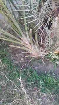 تال حمراوي • حجم كبير • الرمادي