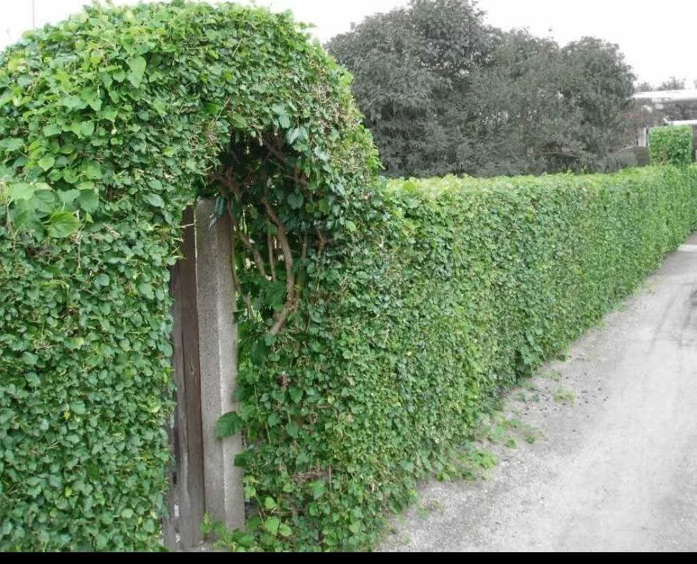 السلام عليكم اشتقل جميع الحدائق والبساتين  وتنظيف الحدائق من الدغل وتقليم الأشجار  وقص الحدائق بل مكينه عل نمره وحدة وقص الأشجار الكبار  كادر متميز وسريع وبأسعارمناسبه  إتصل رقم الهاتف‏‪***********‬‏/والرزق على الله
