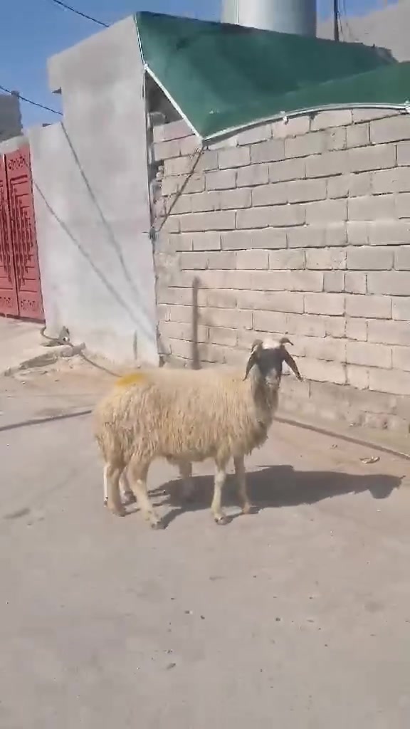 مطفل ورجين درج اولى العنوان بيجي الشراي يتصل عل رقم ***********

