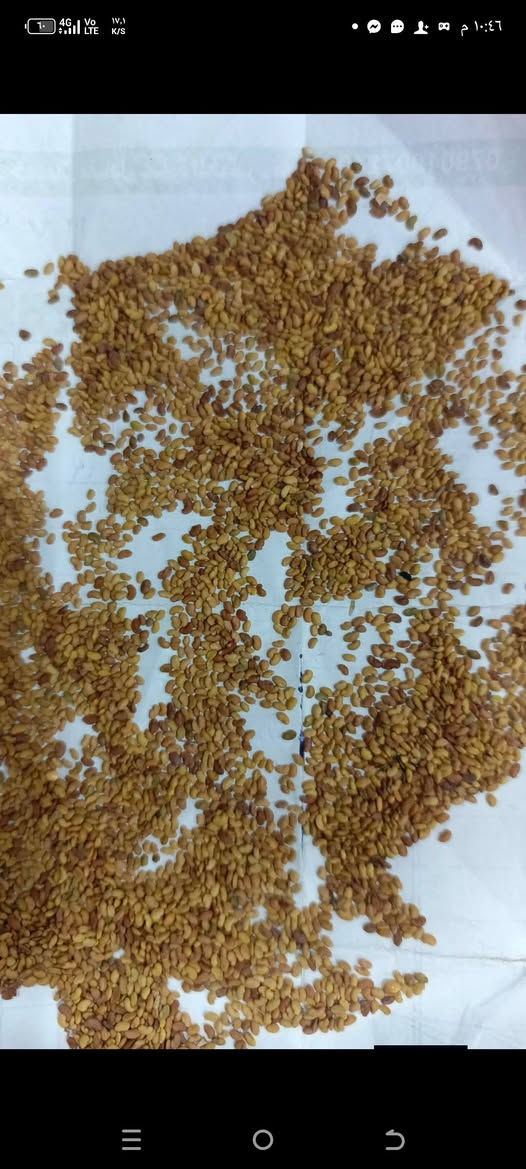 متوفر بذور جت هندي المسمى ( جت الفواكه)
............................................
١- صنف سريع النمو مقارنتاً بالاصناف المحلية كونه معدل معملياً
٢- يتحمل درجات الحرارة حتى ٥٠  درجة ولا يتاثر الانتاج
٣_ يتحمل انخفاض درجات الحرارة ويبقى منتجاً ولا يتوقف الا بالصقيع البارد جدا
٤_ يتحمل الملوحة القليلة والمتوسطة
٥_ يعطي ارتفاع يصل من ٧٠ الى١٠٠ سم واذا كانت الخدمة التسميدية جيدة
٦_ يدوم بالارض حتى ٥ سنوات
٧_ يعطي حشات عديدة  سنوياً
٨_ يعطي الدونم الواحد من ١٨ الى ٢٥ طن سنويا علف اخضر
٩ نسبة البروتين فيه من  ١٢ الى ١٥ ٪ حسب قوة الارض والاضافات التسميدية وعمر النبات بالقص
١٠_ يفضل تسميده بالاسمدة الحيوانية وتعتبر هي افضل الاسمدة لهذا الصنف ليكون قد قلل مصاريف الاسمدة الغالية
سعر الكيلو (  ١٣٢٥٠ )
يوجد منه اكياس ٢٥ كيلو
يوجد حجز و توصيل لكل المحافظات
هاتف / ***********
