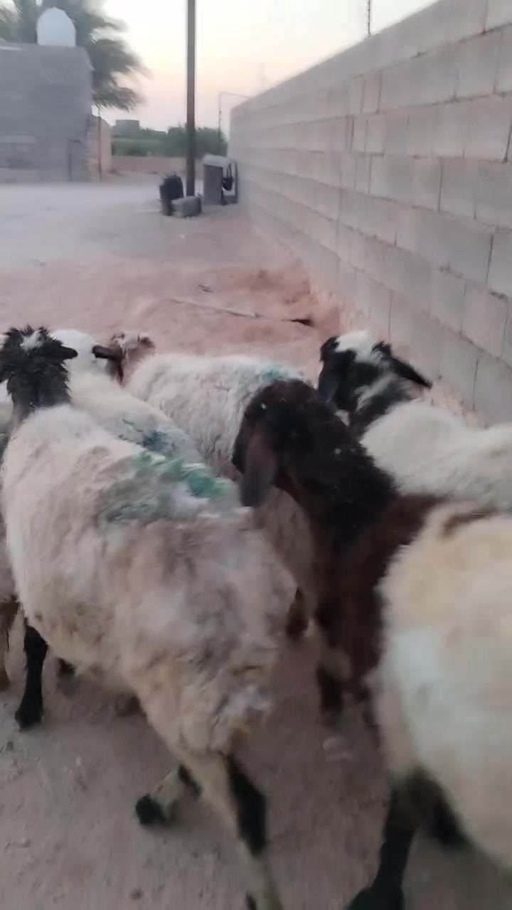 7ثنايه مال مجنوي سن وشطر ونصاح سعر زوج 740 اي استفساراتصل علا رقم *********** مكانه حديثه الخفاجيه
