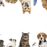 موظفة مبيعات • مستلزمات حيوانات • اربيل عنكاوه