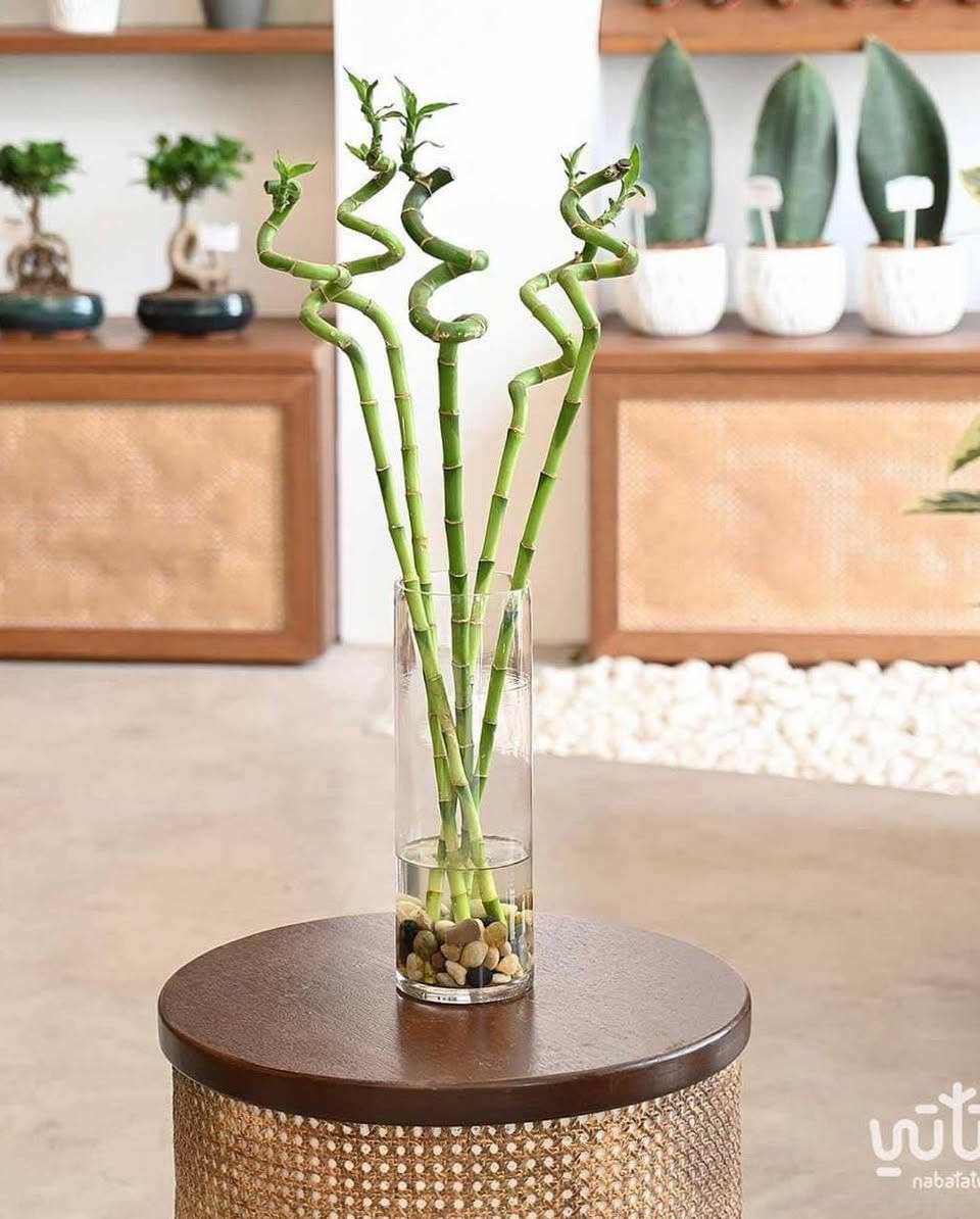 عصى موسى (البامبو) مع الدورق الزجاجي
أضف لمسة جمالية وهدوء إلى بيتك أو مكتبك 🌿

✅ عصى موسى (البامبو) الواحدة: 3,000دينار
✅ الدورق البلاستك الشفاف: 3,000 دينار
🚚 التوصيل إلى جميع المحافظات: 5,000 دينار

🌱 سهلة العناية
🌱 مظهر أنيق وراقي
🌱 مناسبة للمنازل والمكاتب والهدايا

للاستفسار أو طلب المنتج يرجى مراسلتنا على الخاص.💌


**إذا كنت صاحب هذا الإعلان وتريد حذفه لأي سبب، رجاءا أرسل رسالة إلى الدعم الفني**