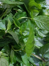 ريحان • نعناع • نباتات