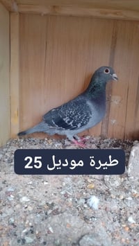 متاح 3 طواير مثل مواضحات بلصور العنوان بغداد  للراغب بلشراء يراسلني عل...