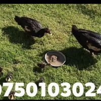 07501030247/ سلام عليكم بطات مصريات للبيع السعر 45