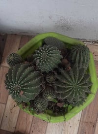 ورد • رانيا