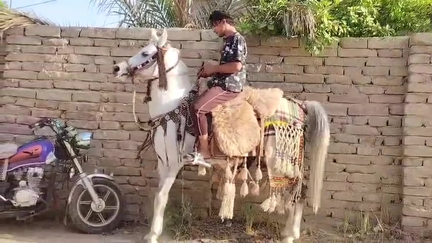 السلام عليكم خيالة حصان اهوازي كتاب وشريحة عمرة 6سنوات ارتفاعة 153 فيتة مكفول من كل عيب تصوير كلة جديد مراوس ماراوس خاص مغلق مكاني حلة مركز المدينة جسر نادر منطقة الجنابين ***********
