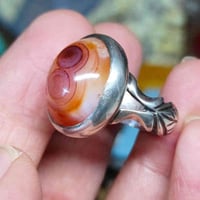 سليماني هندي سعر 45 مع التوصيل.للحجز واتساب 07816633442