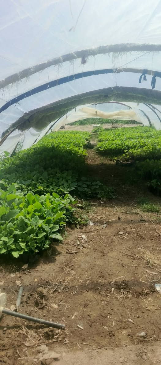 يا الله
يتوفر 
شتلات بيذنجان وفلفل بارد درجة أولى متوفرة الآن لدئ مشتلنا
جاهزة للزراعة وتتحمل الأجواء 
✅ ازرع حتلو متر  عندك 
✅ دايات قوية وإنتاج ممتاز
✅ مزروعة بأكياس 
✅ طعم طيب ومضمون 
📍 عنوان : مشتلنا مشتل العذاري – شارع زوبع (الصوب الصغير)
🚚 يتوفر توصيل داخل غماس
⚠️ الكمية قليلة… لحك قبل النفاذ 
📞 ***********
أهلاً وسهلاً بالجميع 🌿
