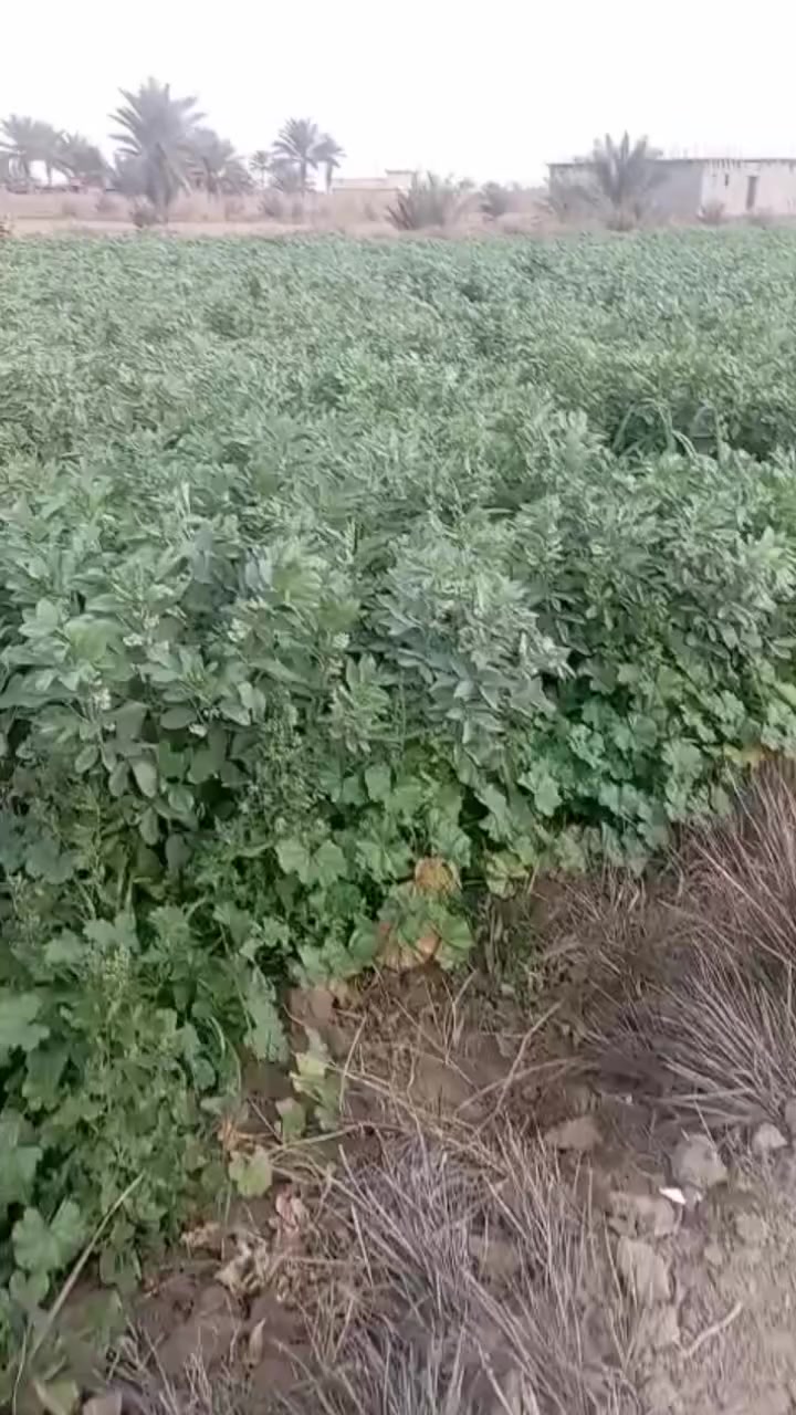 أبيعك دوانم بالأحلام ماتحصل مثلها بلنيل. 6 دوانم طابو زراعي سند 25 بلريفيه  سعر الدونم الواحد 60
***********
ماي سقي صيف شتاء متوفر  ارض خصبه شوارع مدينة تبليط. مزارع   دور سكنيه. بلقرب منها.   كهرباء  ومياه اساله مدارس   وبيك خير وتدلل بس تعال اشتري وارتاح  واضمن مستقبلك
