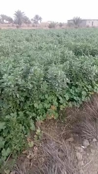 ٦ دوانم • طابو زراعي سند ٢٥ • النيل الريفية