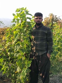 شتلة كندية • تثمر بعد سنة • ١٫٥م