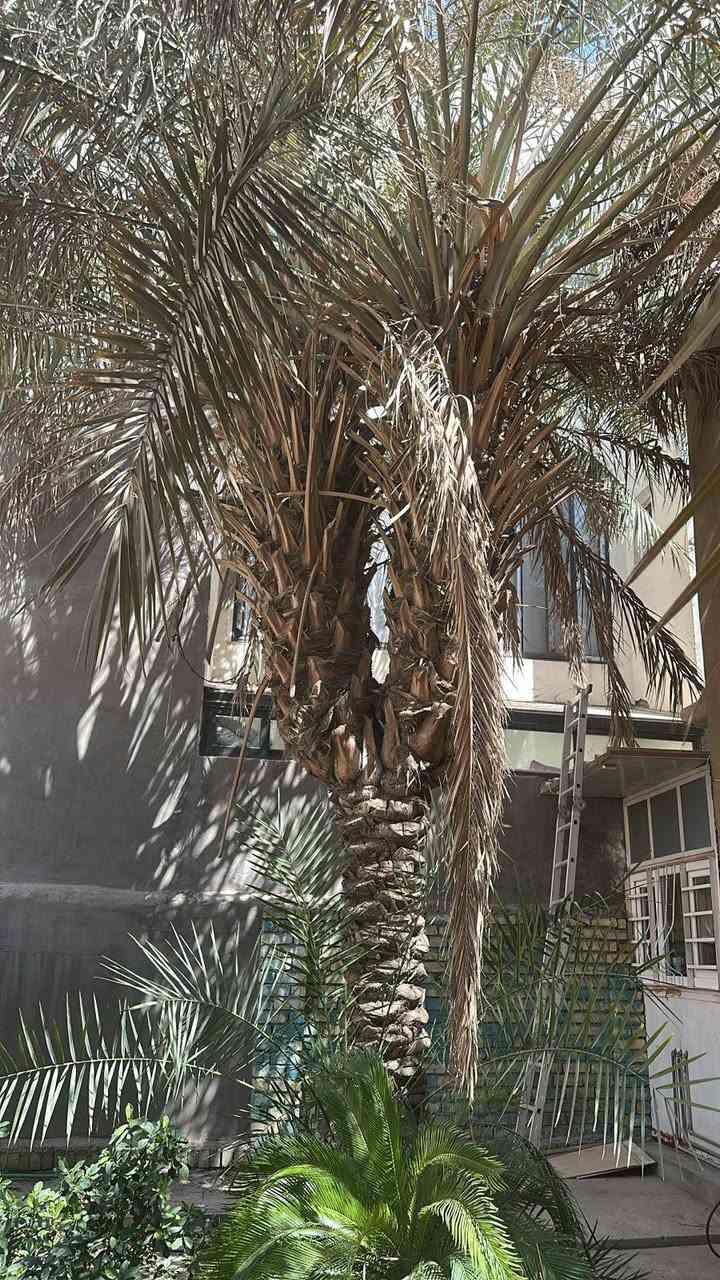 السلام عليكم مستعدون لتقليم وتكريب وتنظيف الاشجار والنخيل العالقة في الكهرباء ويشمل نقل الانقاذ ***********
