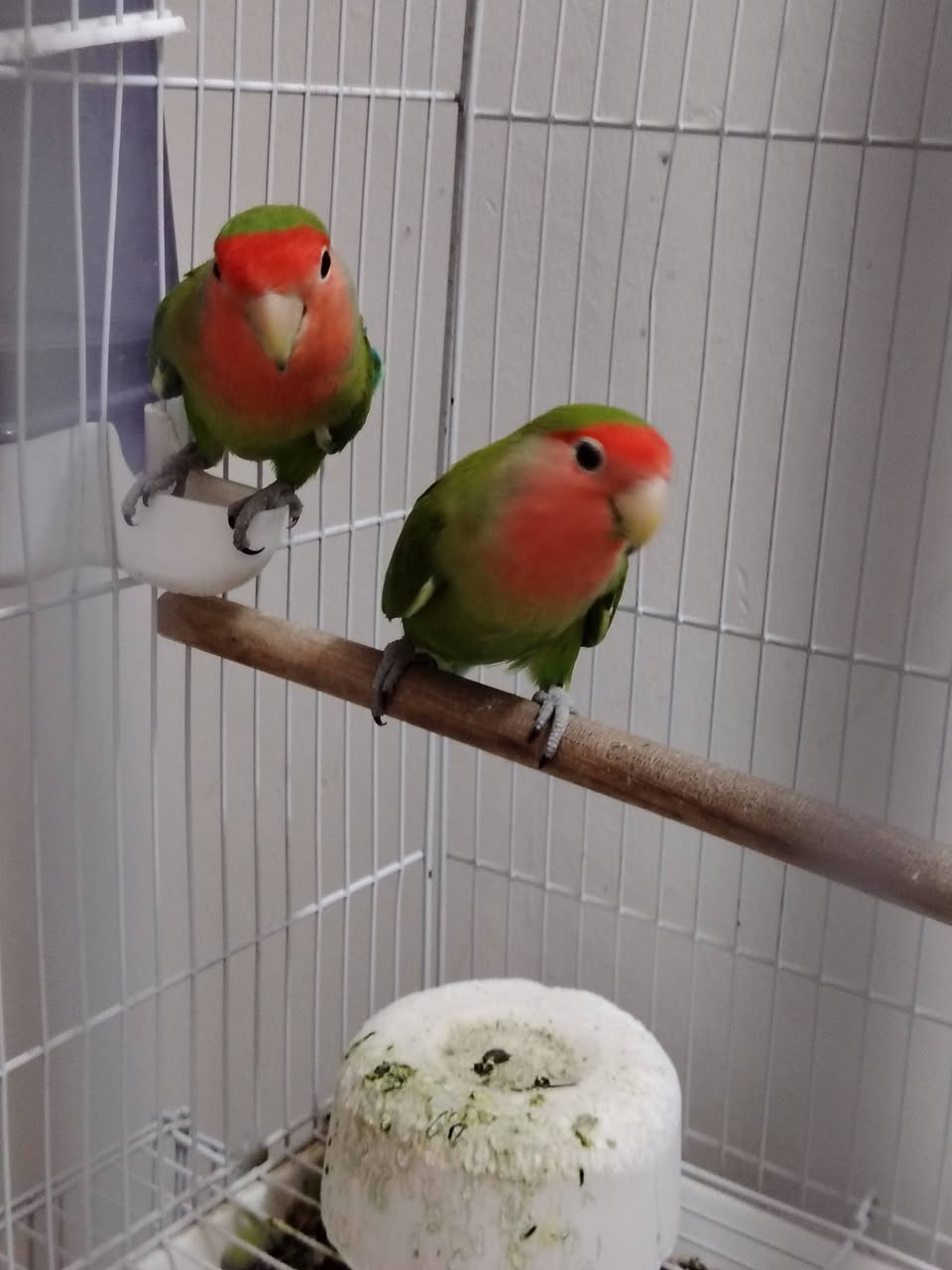 السلام عليكم
زوج غندوره مزاوجات امايات مال محميه
السعر ٦٥
***********
