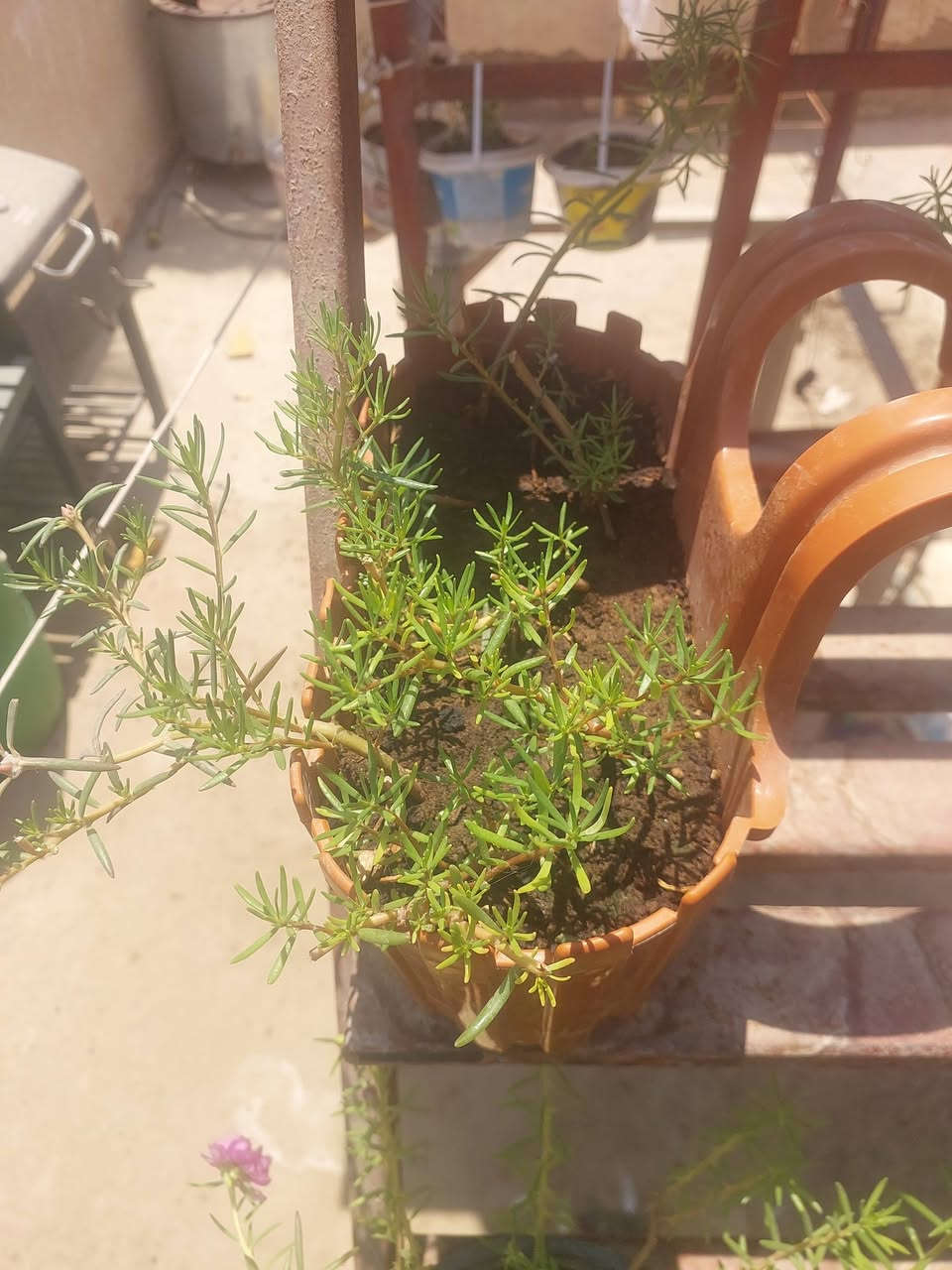 ورد الصباح للبيع السعر خاص


**إذا كنت صاحب هذا الإعلان وتريد حذفه لأي سبب، رجاءا أرسل رسالة إلى الدعم الفني**