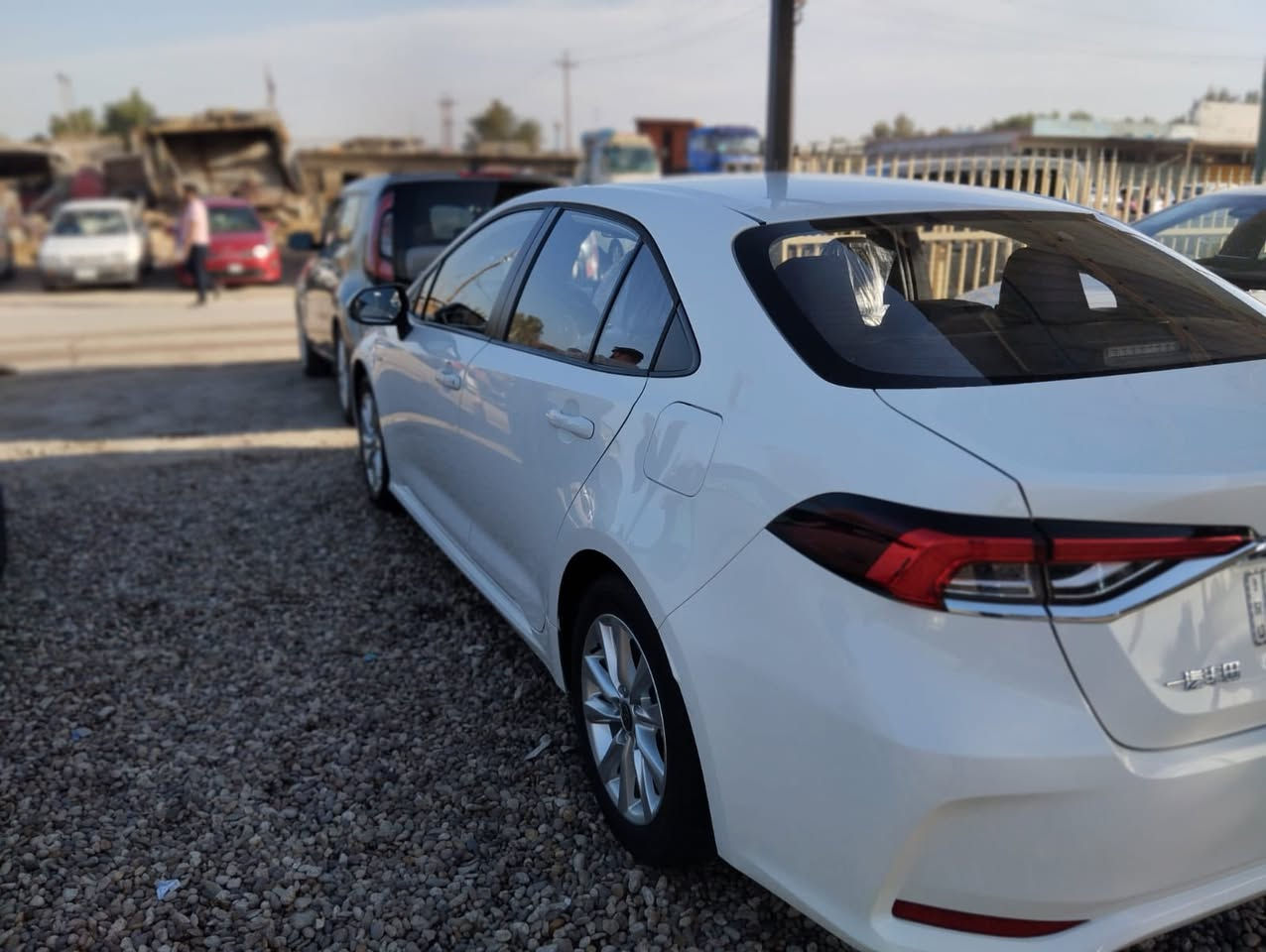 كورلا خليجي 25مكفولة ماشية 26فول مواصفات بغداد بسمي السعر 155 مراوس حسب القناعة مكاني كربلاء ***********
