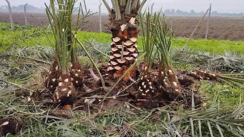 صواعيد نخيل جاهزون لتكريب وتنضيف النخيل وشلاع التال وشتال ***********
