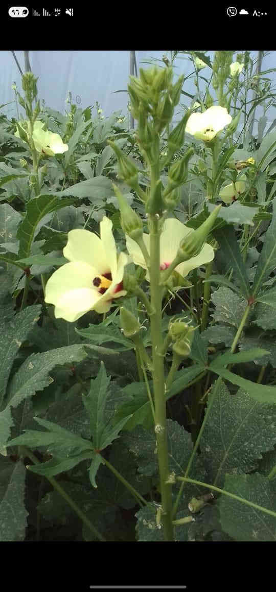 يتوفر لدينا بذور باميا بترا السريعة
🔹 إنتاجية عالية
🔹 لون مرغوب وجودة ممتازة
🔹 سعر مناسب جدًا

📦 الوزن: 100 غم

للاستفسار والحجز:
📱 واتساب: ***********
☎️ هاتف: ***********

📍 كركوك – الحويجة
🚚 تتوفر خدمة التوصيل إلى جميع أنحاء العراق

بالتوفيق والرزق الوفير إن شاء الله 🌾
