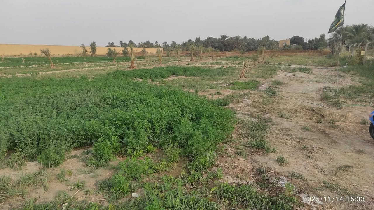 دونمين البيع في الدغارةمرمض  ***********
