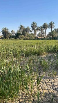 دونم • ارض للبيع • كربلاء • الزبيليه • طابو • سند ملكية • اراضي الزبيل...