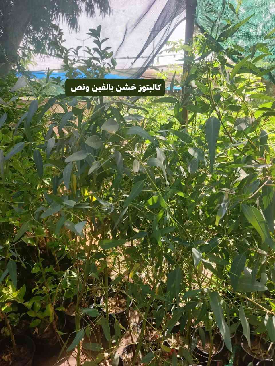 صباح الخير
وصول وجبه جديد من نبات خارجيه الضليه تتحمل اجو العراق 
اكسيا 
البيزيا
تيكوما.             ***********
كالبتوز خشن.               
                خدمة توصيل داخل كوت 

العنوان مشتل كوت فلكت الحاوي قرب مجمع دمشق الطبي مقابل مدرسه التعليم الاساسي مشتل سماء الكوت
